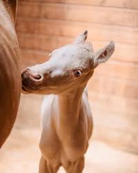 Baby Fin — a young foal at Rosebud River Ranch